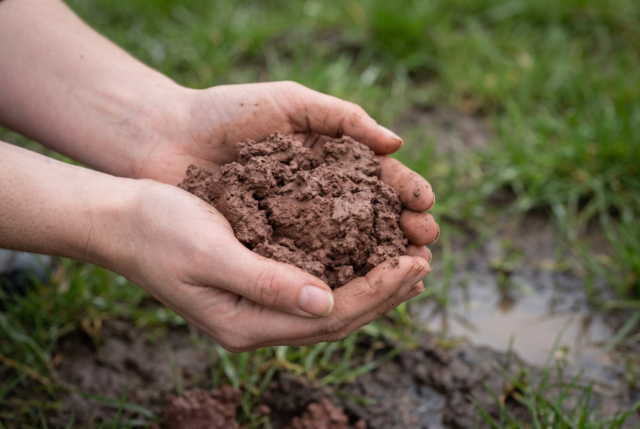 A woman's cupped hands holding a mound of damp raw Irish clay in a wet field.